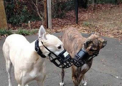 晚上睡觉脱掉裤子一股洋葱味扑面而来,辣的眼泪都出来了插图 内涵笑话段