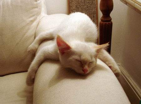 你是不是小时候没奶奶喝所以才经常来我家喝奶奶呀插图