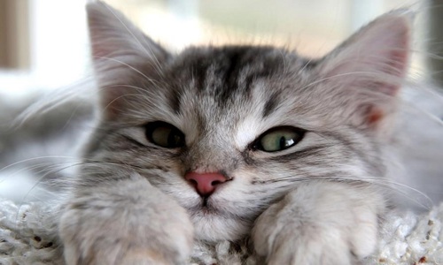 可爱又搞笑的朋友圈句子，那些朋友圈的沙雕段子文案语句