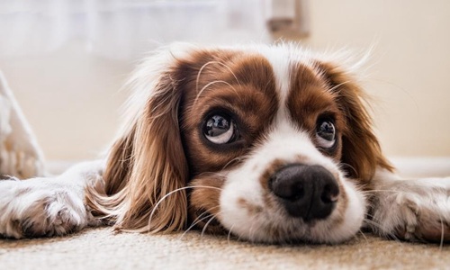 可爱又搞笑的朋友圈句子，那些朋友圈的沙雕段子文案语句
