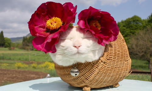 爆笑简短的故事,友情提醒别敷面膜看 爆笑简短的故事,友情提醒别敷面膜看